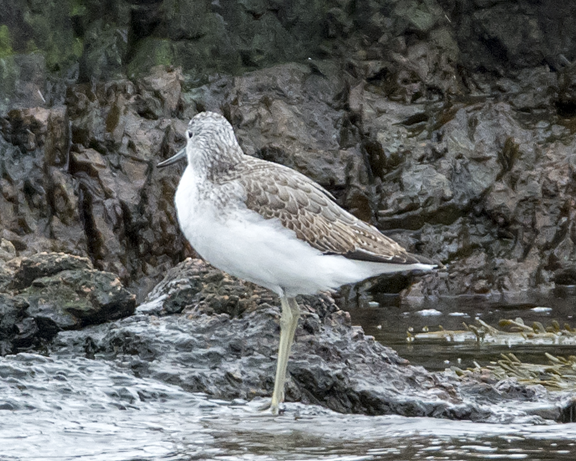Common Greenshank standing on some rocks