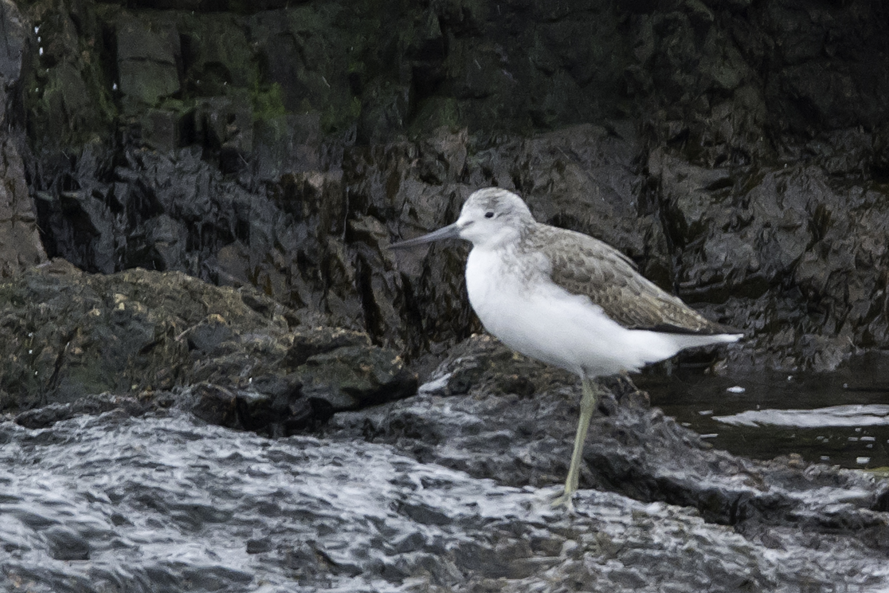 Common Greenshank standing on some rocks